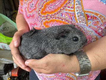 Mooi zilveragouti beertje beschikbaar voor biedingen