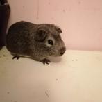 Zilver agouti Cavia beertje, Dieren en Toebehoren, Knaagdieren, Juni, Cavia