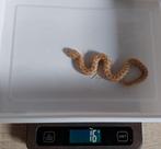 Haakneus / Hognose 1.0, Dieren en Toebehoren, Slang, Tam, 0 tot 2 jaar