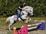 Brave ruin 8jaar, Dieren en Toebehoren, Pony's, Ruin