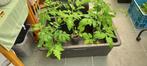 Tomatenplantjes, Jardin & Terrasse, Plantes | Jardin, Enlèvement
