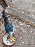 Pennanten blauw, Dieren en Toebehoren