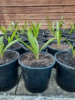 Winterharde palmboom, Tuin en Terras, Planten | Bomen, Ophalen, Zomer, Palmboom