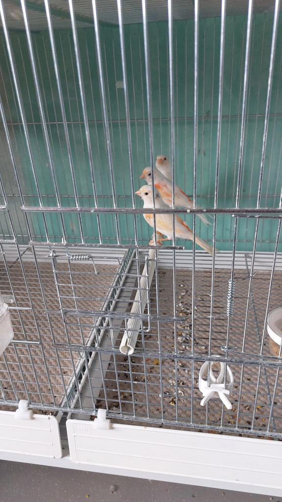 2025 rood mozaïek, Dieren en Toebehoren, Vogels | Hokken en Kooien, Zo goed als nieuw, Vogelkooi, Ophalen