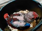 Baby Edel-papegaai (Eclectus), Dieren en Toebehoren, Vrouwelijk, Papegaai, Geringd