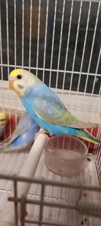 Belles perruches arc-en-ciel, Animaux & Accessoires, Bagué