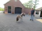 2 apart mooie minipaardjes, Dieren en Toebehoren, Hengst, M, Gechipt, 0 tot 2 jaar