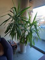 Yucca, Ophalen, Yucca