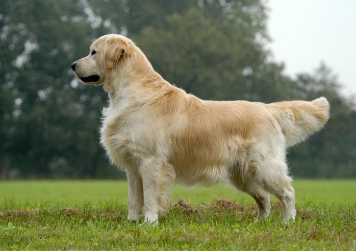 Hondenmodelen gezocht !!, Dieren en Toebehoren, Honden | Retrievers, Spaniëls en Waterhonden, Meerdere dieren, Overige rassen