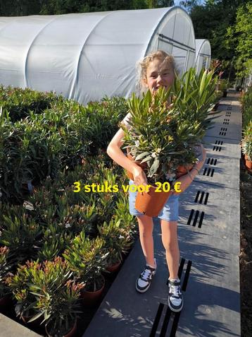 nerium oleander 3 stuks voor 20 euro beschikbaar voor biedingen