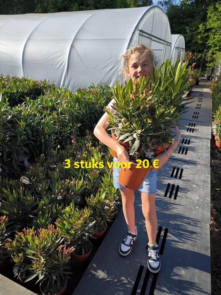 nerium oleander 3 stuks voor 20 euro, Tuin en Terras, Planten | Tuinplanten, Vaste plant, Overige soorten, Volle zon, Zomer, Ophalen