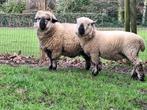 2 Hampshire down rammen, Animaux & Accessoires, Moutons, Chèvres & Cochons, Mouton, Mâle, 0 à 2 ans