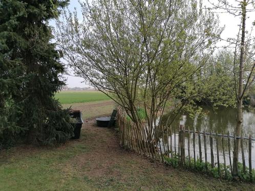 Gezocht schildpadden, Dieren en Toebehoren, Reptielen en Amfibieën