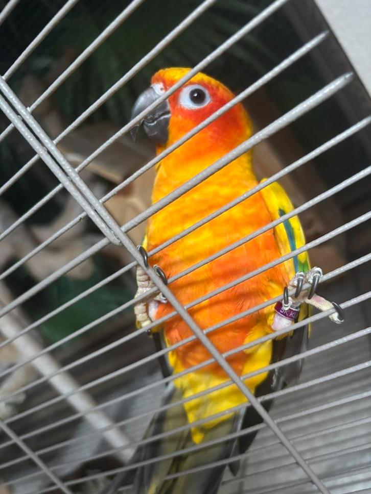 Perruche solaire manuelle, Animaux & Accessoires, Oiseaux | Perruches & Perroquets, Perruche, Sexe inconnu, Domestique, Bagué