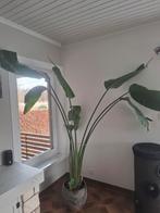 Strelitzia kamerplant, Ophalen