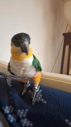 Caique zwartkop handtam gekweekt, Dieren en Toebehoren, Vogels | Parkieten en Papegaaien