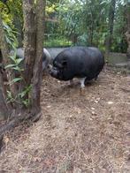 2 hangbuikvarkens, Dieren en Toebehoren, 6 jaar of ouder, Meerdere dieren, Varken