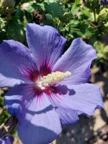 hibiscus of altheastruik: bloeiende struiken beschikbaar voor biedingen