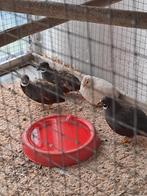 Chinese dwergkwartels, Dieren en Toebehoren