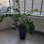 Kamerplant, Tuin en Terras, Planten | Tuinplanten, Ophalen