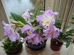 orchidee Cattleya trianae, Huis en Inrichting, Kamerplanten, Ophalen, Overige soorten, Halfschaduw, Minder dan 100 cm