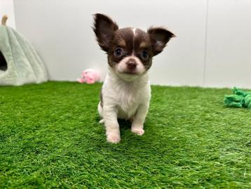 MINI Chihuahua pups - diverse nestjes beschikbaar voor biedingen