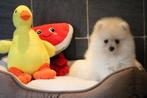 Pomeriaan pup 100% raszuiver, België, Keeshond, CDV (hondenziekte), 8 tot 15 weken