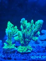 Anacropora green goblin, Dieren en Toebehoren, Vissen | Aquaria en Toebehoren, Ophalen