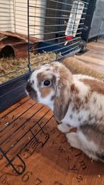binnen konijn (man), Dieren en Toebehoren, Mannelijk, Klein, Hangoor, 0 tot 2 jaar