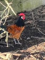 Broedeieren vorwerk kippen, Dieren en Toebehoren, Pluimvee, Meerdere dieren, Kip