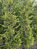 Cup leylandii castlewellan gold, Tuin en Terras, Ophalen of Verzenden