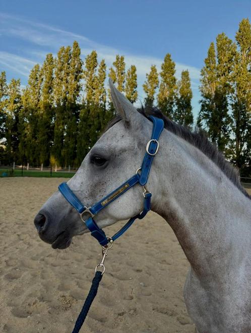 Leuke jonge Arabier, Dieren en Toebehoren, Paarden, Ruin, Zadelmak, Minder dan 160 cm, 3 tot 6 jaar, Recreatiepaard, Met stamboom
