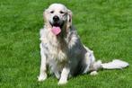 Golden Retriever Dekreuen, Dieren en Toebehoren, België, Reu, CDV (hondenziekte), Meerdere