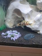 Malawi cichliden, Dieren en Toebehoren, Vissen | Aquariumvissen, Vis, Zoetwatervis, Schoolvis