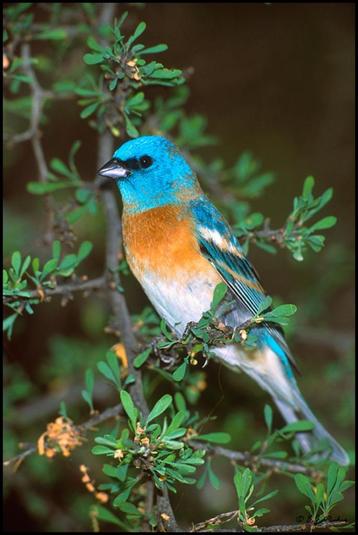 pinson lazuli, Mâle, Oiseau chanteur sauvage, Bagué