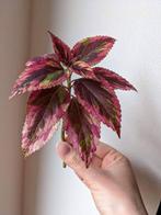 Siernetel Coleus Combat - stek, Huis en Inrichting, Kamerplanten, Ophalen