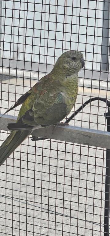 Laatste koppel roodruggen. beschikbaar voor biedingen
