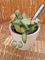 Hoya sp. aff. burtoniae variegated, Maison & Meubles, Plantes d'intérieur, Autres espèces, Enlèvement ou Envoi, Plante à fleurs