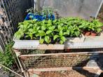 Paprika plantjes en kerstomaatjes, Tuin en Terras, Ophalen