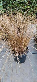 Carex flagellifera Auruga, Tuin en Terras, Planten | Tuinplanten, Ophalen