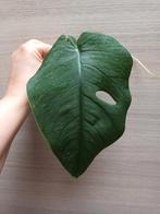 Monstera dubia, Enlèvement ou Envoi