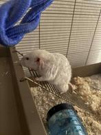 Ratje +/- 1 jaar zoek nieuwe huisje, Dieren en Toebehoren, Rat, Maart, Mannelijk, Tam
