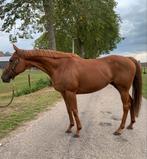 Veelzijdige E pony, Dieren en Toebehoren, B, Gechipt, 7 tot 10 jaar, Recreatiepony