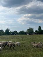 Jonge schapen bleu du Maine , rouge de l’ouest, Dieren en Toebehoren, Schapen, Geiten en Varkens, Vrouwelijk, Schaap, 0 tot 2 jaar