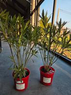 Nerium Oleander, Tuin en Terras, Planten | Tuinplanten, Ophalen