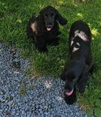 engelse cocker pubers 16/4/25 zwart, Parvo, België, 15 weken tot 1 jaar, Reu