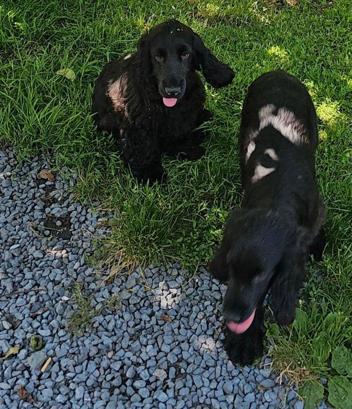 engelse cocker pubers 16/4/25 zwart, Dieren en Toebehoren, Honden | Retrievers, Spaniëls en Waterhonden, Reu, Spaniël, Fokker | Professioneel