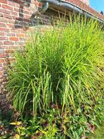 Siergras Miscanthus zebrinus, Tuin en Terras, Ophalen, Vaste plant, Siergrassen