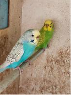 2 koppels grasparkieten, Plusieurs animaux, Perruche