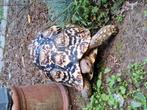 Stigmochelys Pardalis - Panterschildpad, Dieren en Toebehoren, Reptielen en Amfibieën